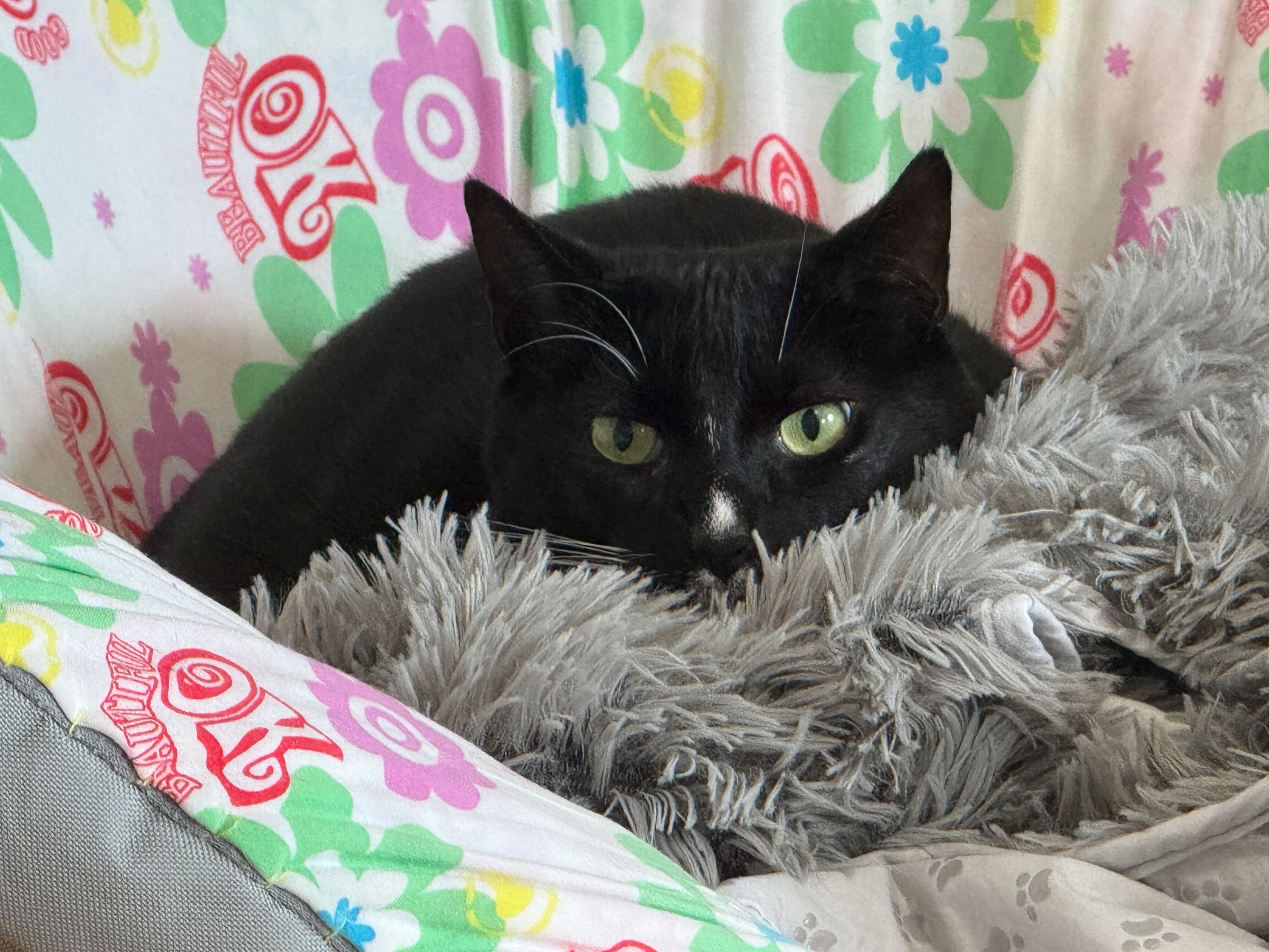 Donut - Career Coach